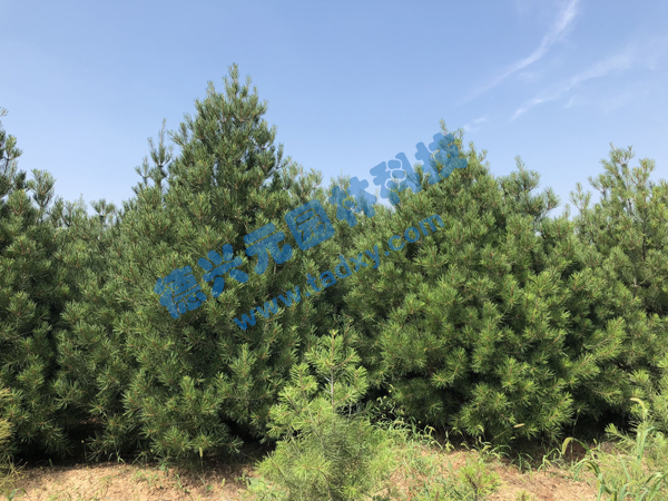 c鿴ԔϢ(bio)}Ƥ xΔ(sh)2126