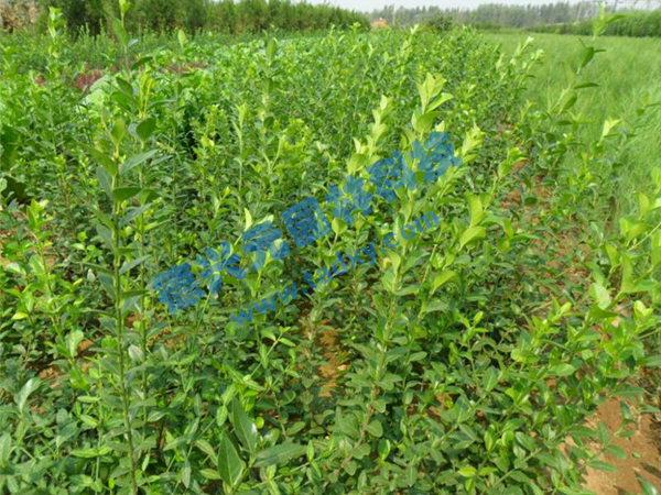 c鿴Ԕ(x)Ϣ(bio)}~ xΔ(sh)2629