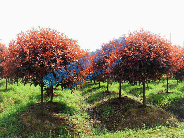 c鿴ԔϢ}t~ʯ骘 xΔ2572